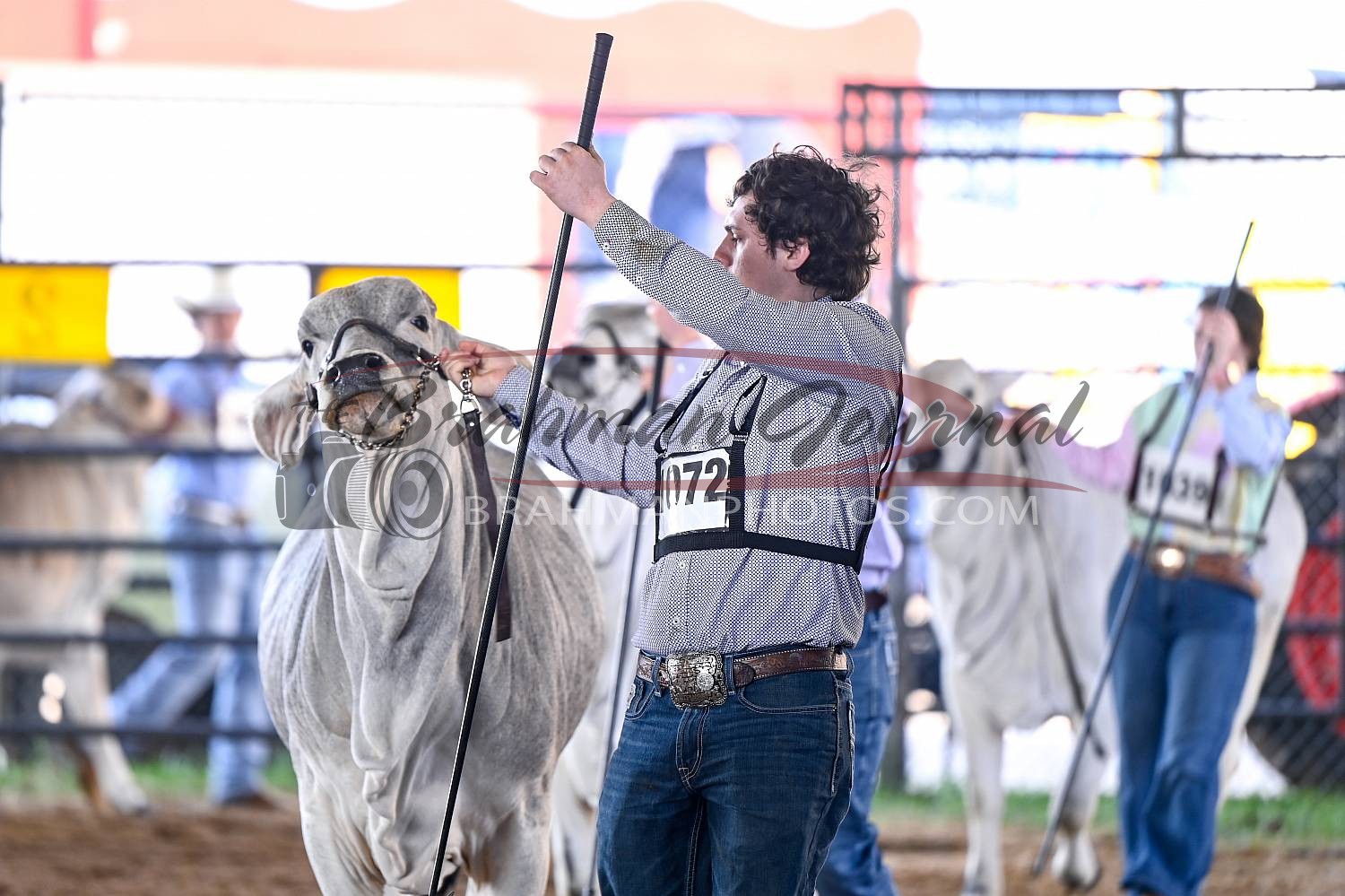 2024 South Texas State Fair Brahman Photos 2024 SHOWS