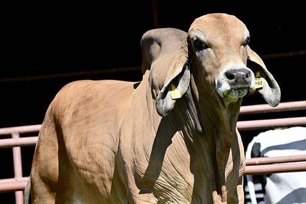ST Genetics Bull