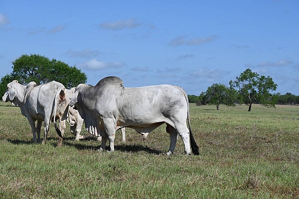 Chris Polled Bull