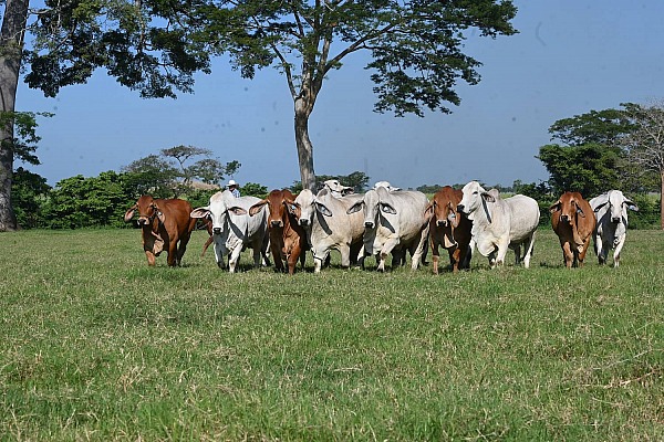 GP Brahmans