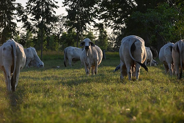 Rancho Siguacan