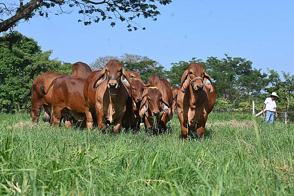 Hacienda La Esperanza 2