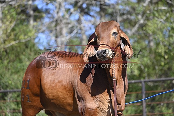 Collins Cattle Co