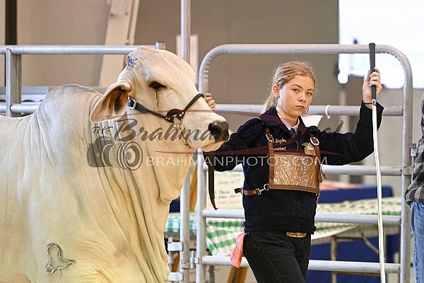 Jacksonville Fair Open and Junior Brahman Show