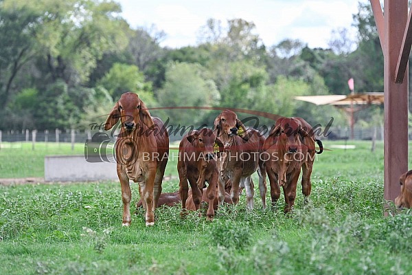 HK Cattle