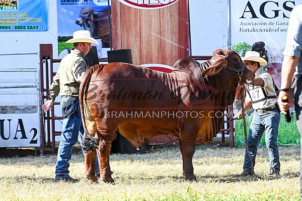 2023 National Brahman Show Reu Guatemala