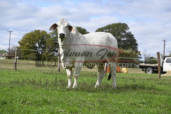 Hinze Cattle