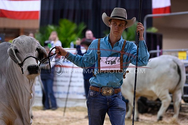 2024 West Palm Open Brahman Show