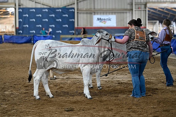 2024 Florida State Fair Open Show