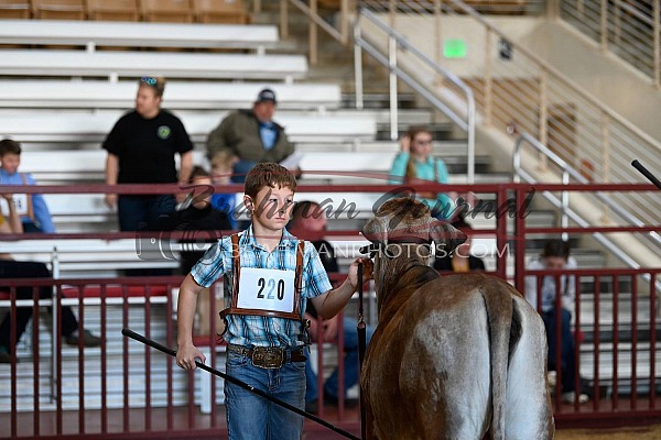 2024 Kissimmee Valley Livestock Brahman & Showmanship