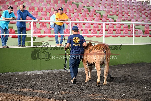 2024 LX Exposición Nacional de Ganado Cebú