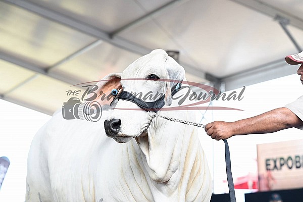 2024 IX EXPOBRAHMAN