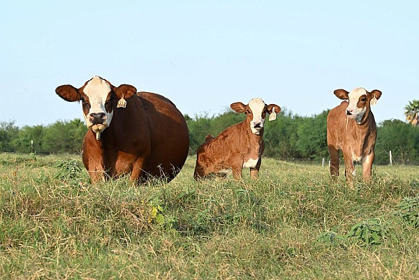 Monte Christo Cattle