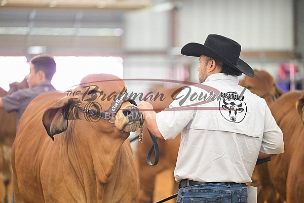 2025 Red River Brahman Alliance Show