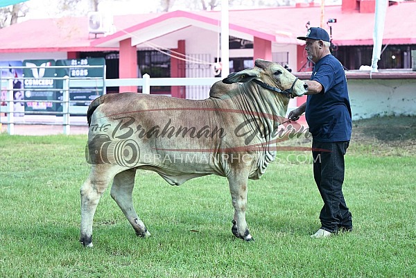 2025 Brahman National Show - Tuxpan MX