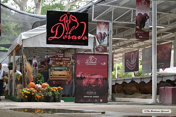 2025 MUESTRA MEXICANA DEL CEBU - Villahermosa MX