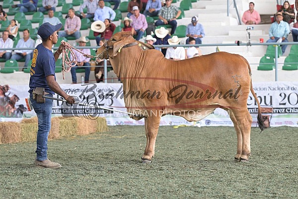 2025 Nacional de CEBU - Tuxtla MX